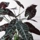 Τεχνητό Φυτό Αλοκάσια Amazonica Polly Πράσινο 40 εκ.