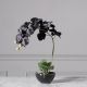 Τεχνητό Φυτό Ορχιδέα Phalaenopsis Real Touch Μαύρη με Κασπώ 48 εκ.