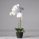 Τεχνητό Φυτό Ορχιδέα Phalaenopsis Real Touch Λευκή με Βάση Moss 85 εκ.