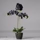 Τεχνητό Φυτό Ορχιδέα Phalaenopsis Real Touch Μαύρη με Βάση Moss 85 εκ.