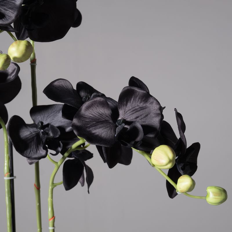 Τεχνητό Φυτό Ορχιδέα Phalaenopsis Real Touch Μαύρη με Βάση Moss 85 εκ.